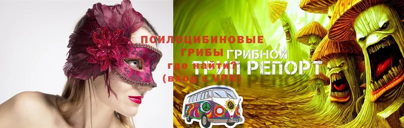 Псилоцибиновые грибы мухоморы  где можно купить   Сердобск 