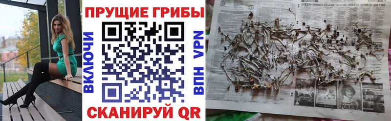 mega tor  Сердобск  Псилоцибиновые грибы Psilocybine cubensis 