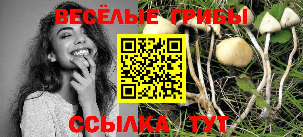 Сердобск  Галлюциногенные грибы Psilocybe  Вход с VPN 